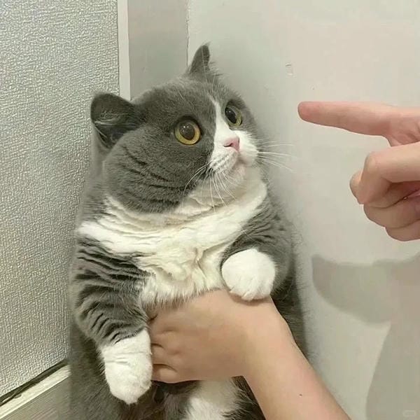 ảnh mèo ngáo cute 8