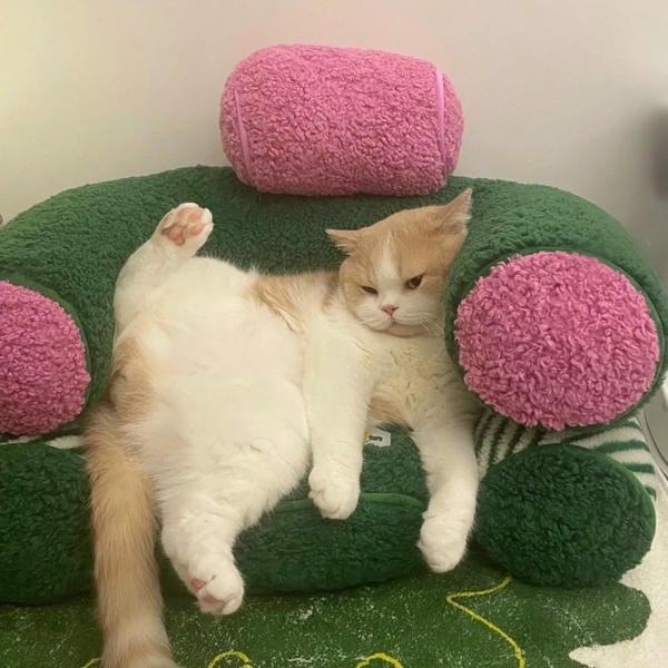 ảnh mèo ngáo cute 9