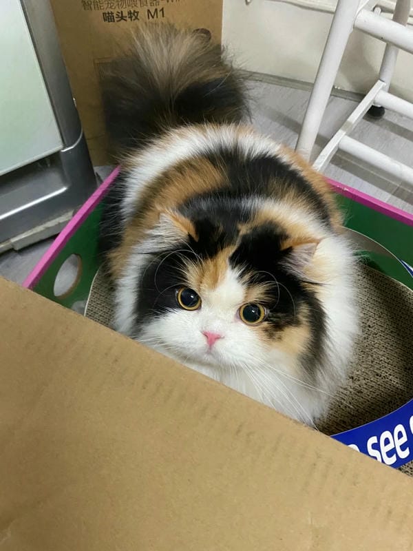 ảnh mèo tức giận cute