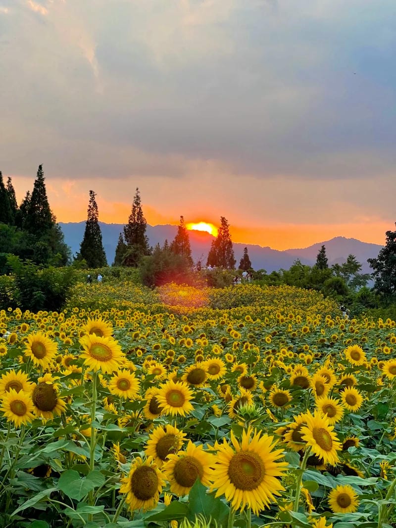 ảnh phong cảnh chill 25