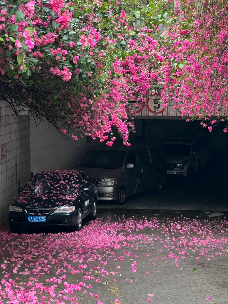 ảnh phong cảnh chill 26