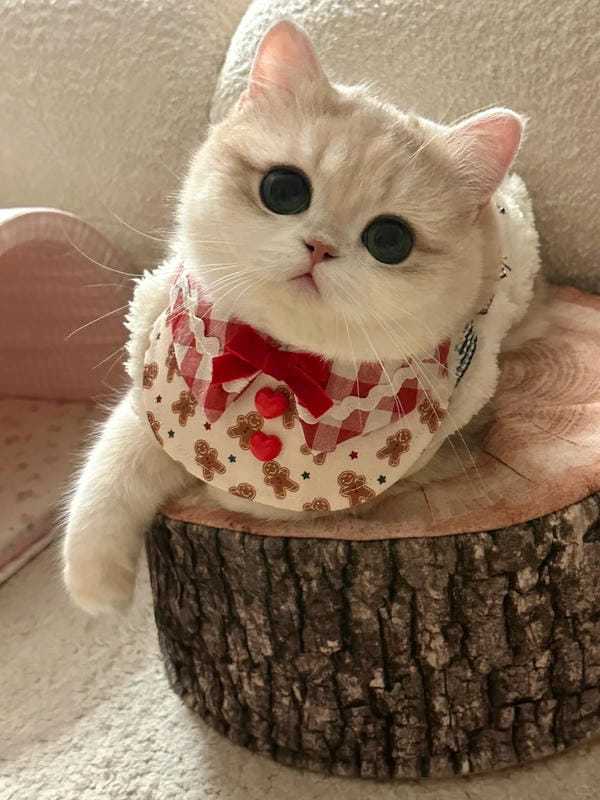 hình ảnh con mèo cute 1