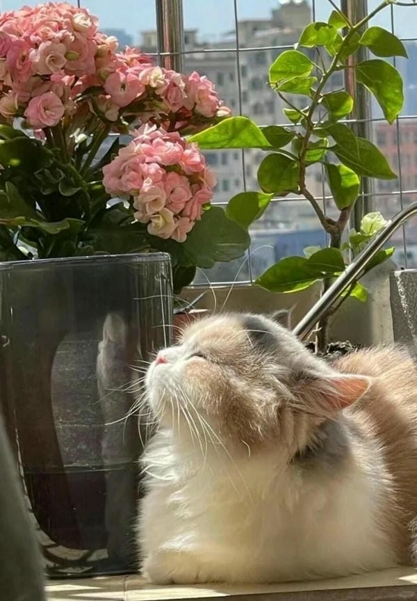 hình ảnh con mèo cute 10