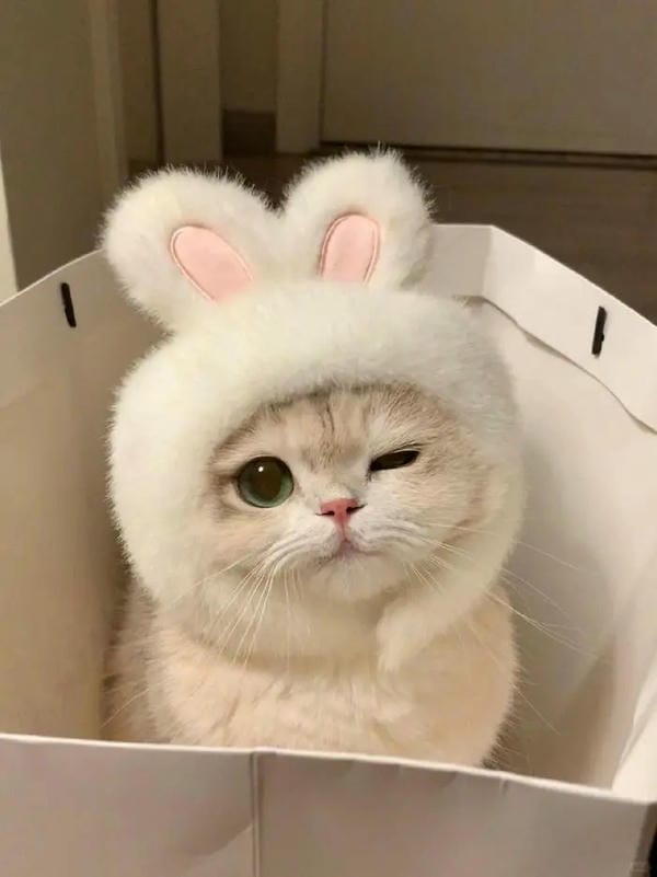 hình ảnh con mèo cute 13