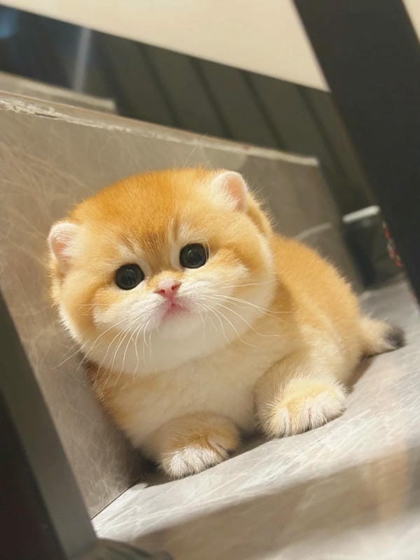 hình ảnh con mèo cute 15