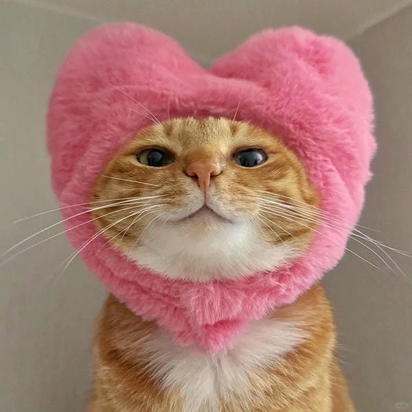 hình ảnh con mèo cute 19