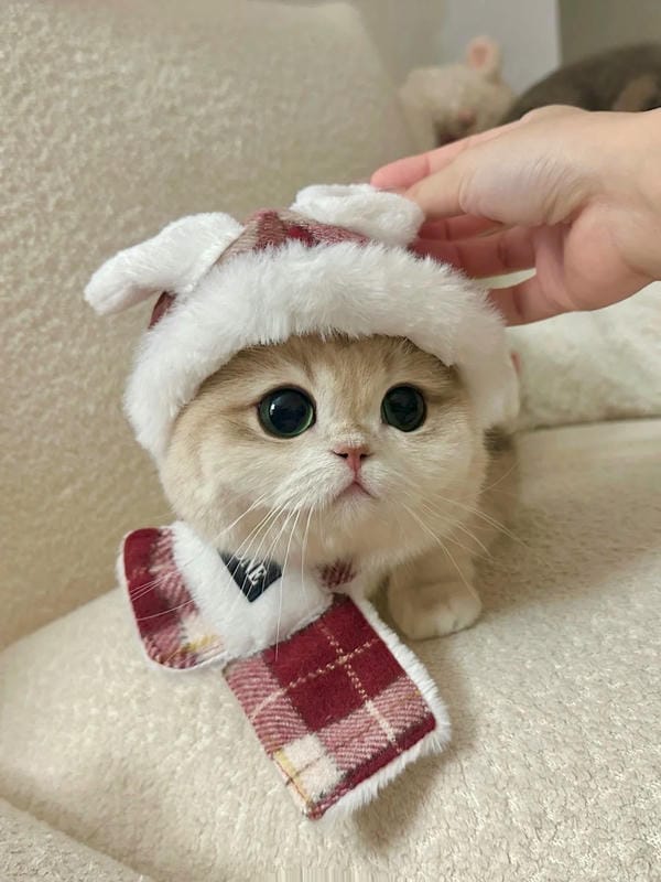 hình ảnh con mèo cute 2