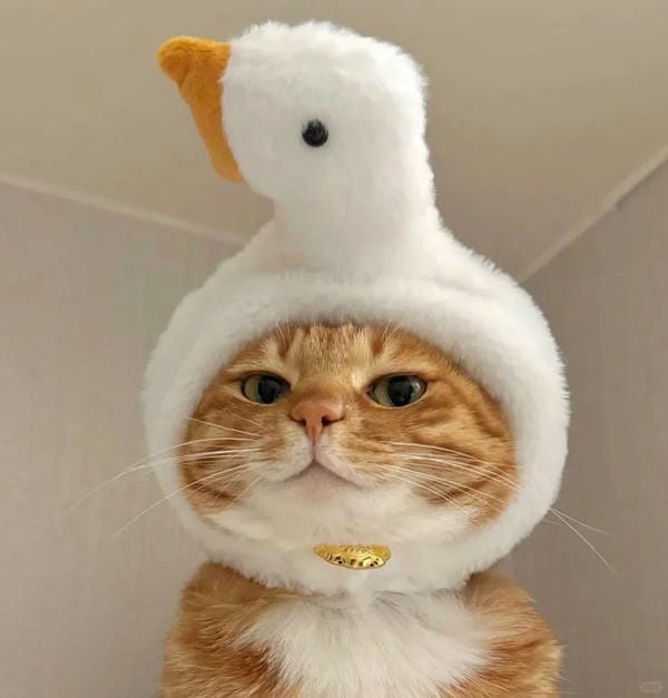 hình ảnh con mèo cute 20