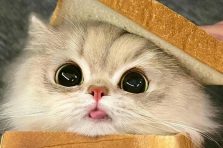 240+ Hình ảnh con mèo cute đáng yêu ai cũng muốn ôm về nhà