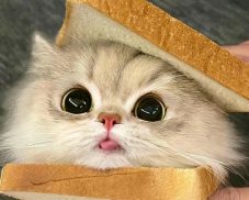 240+ Hình ảnh con mèo cute đáng yêu ai cũng muốn ôm về nhà