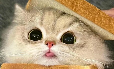 240+ Hình ảnh con mèo cute đáng yêu ai cũng muốn ôm về nhà