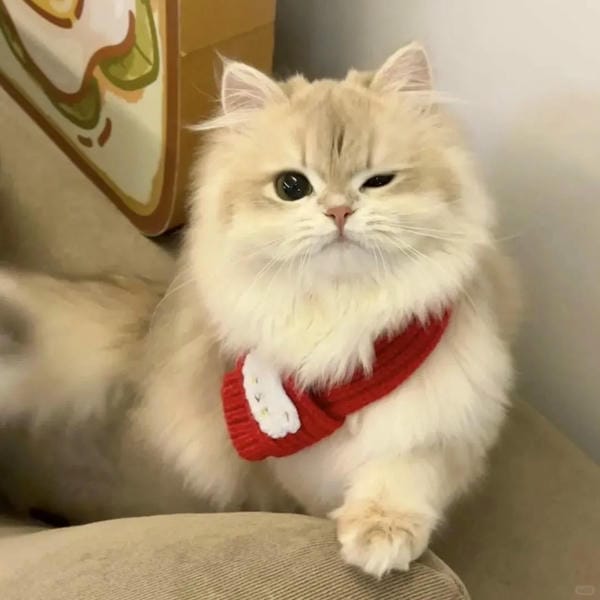 hình ảnh con mèo cute 22