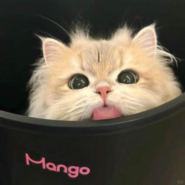 hình ảnh con mèo cute 23