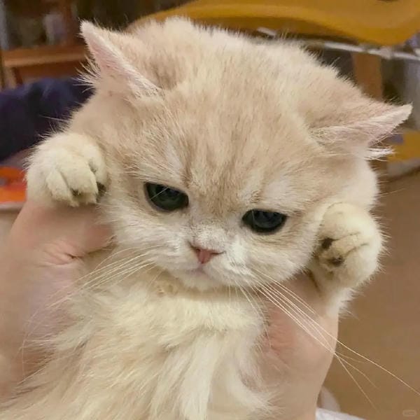 hình ảnh con mèo cute 24