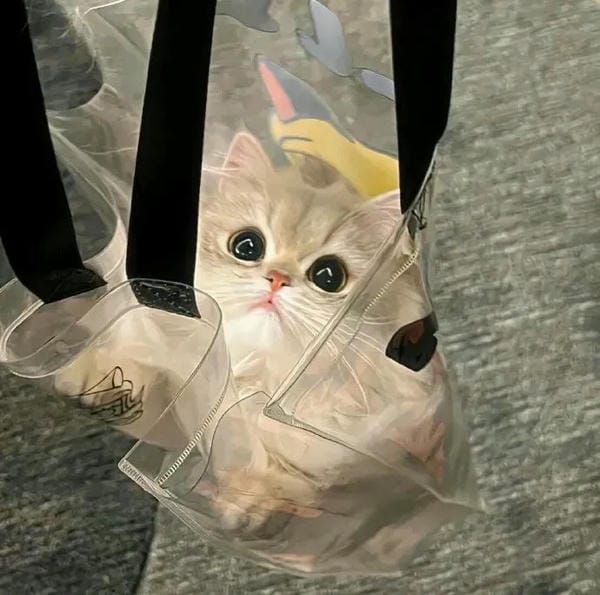 hình ảnh con mèo cute 25