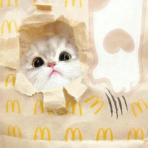 hình ảnh con mèo cute 26