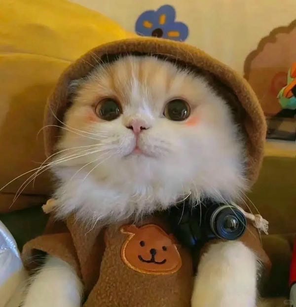 hình ảnh con mèo cute 27