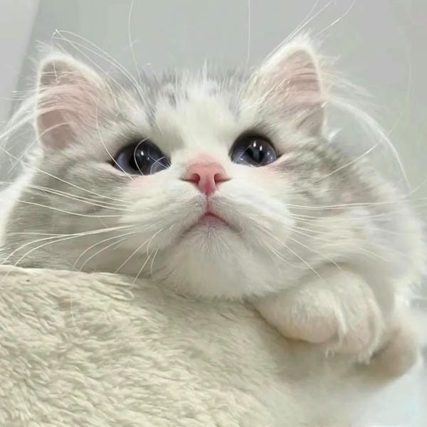 hình ảnh con mèo cute 28