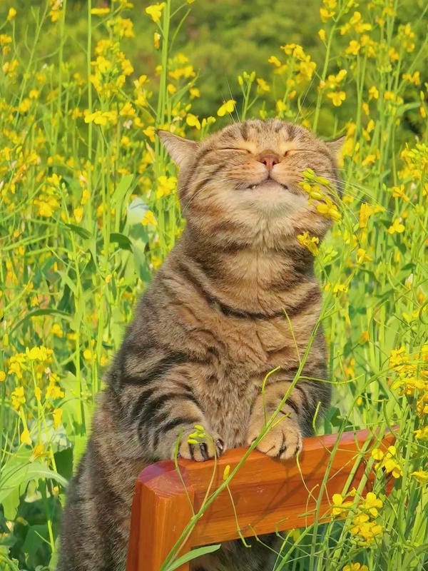 hình ảnh con mèo cute 29