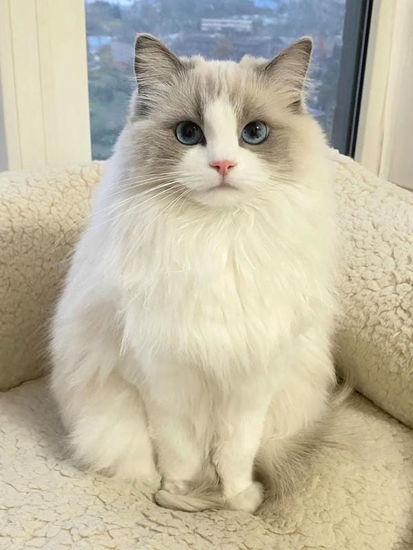 hình ảnh con mèo cute 3