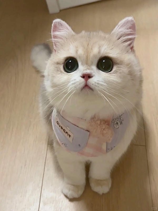 hình ảnh con mèo cute 30