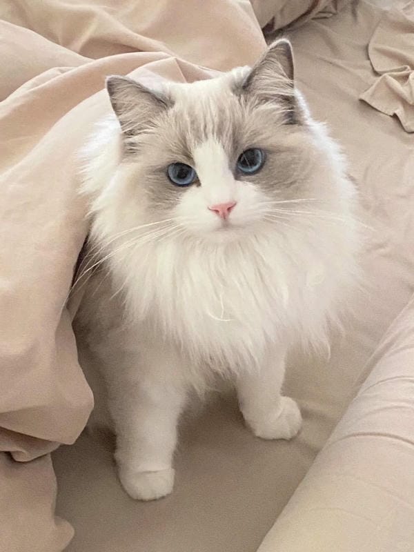 hình ảnh con mèo cute 4