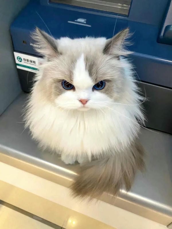 hình ảnh con mèo cute 5