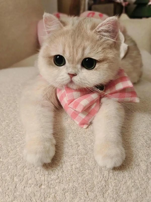 hình ảnh con mèo cute 6