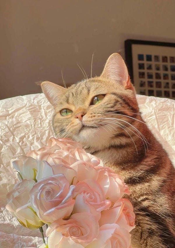 hình ảnh con mèo cute 7