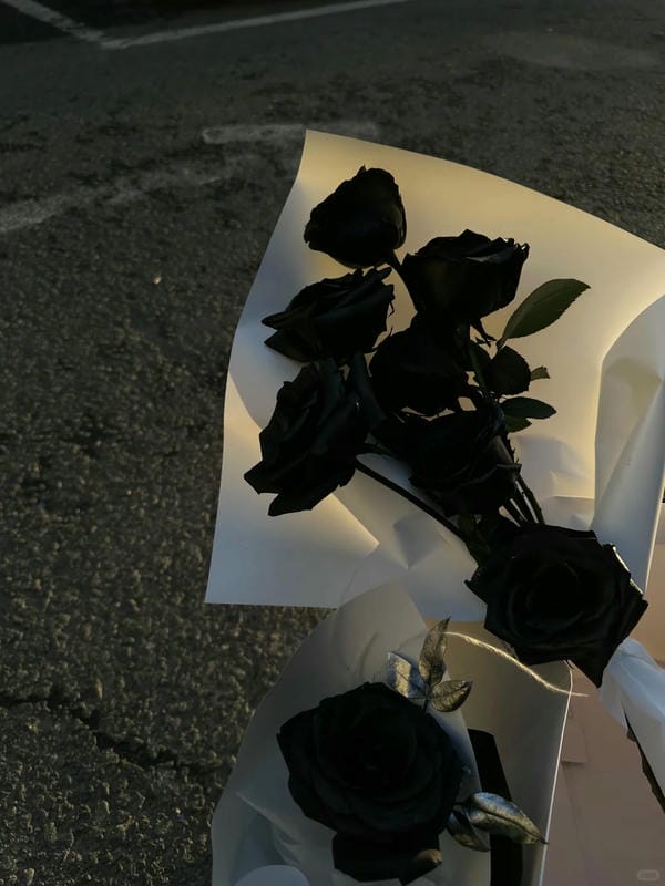 hình ảnh hoa hồng đen 14