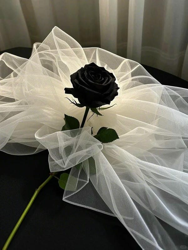 hình ảnh hoa hồng đen 16