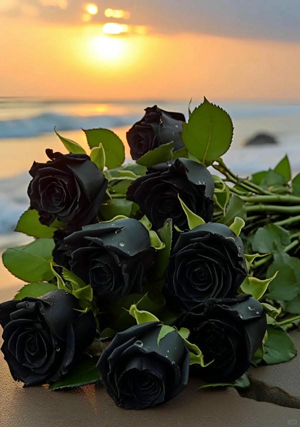 hình ảnh hoa hồng đen 26