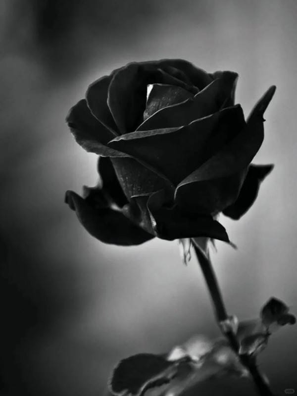 hình ảnh hoa hồng đen 7