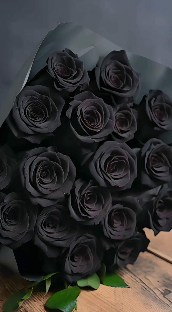 hình ảnh hoa hồng trắng nền đen