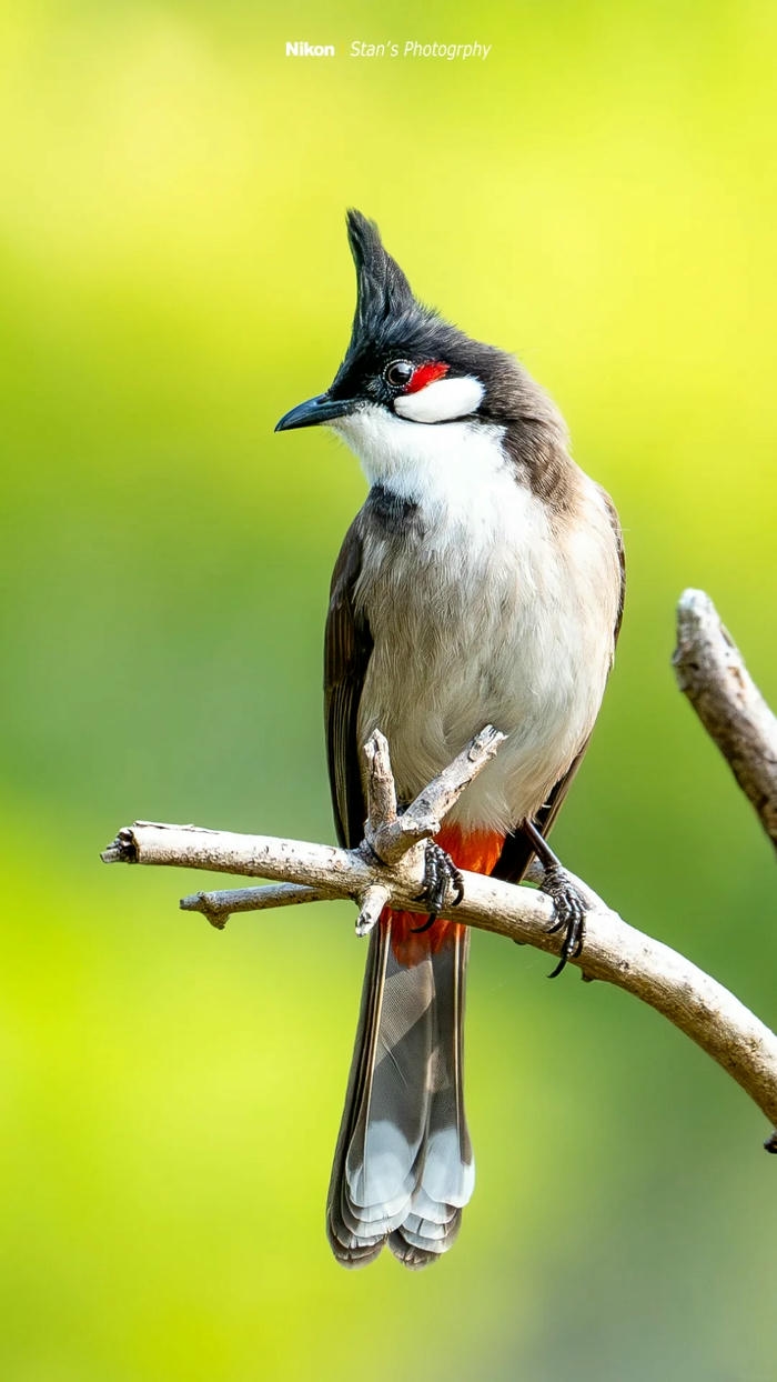 ảnh chim chào mào 17