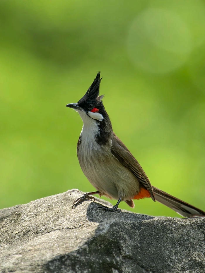 ảnh chim chào mào 28