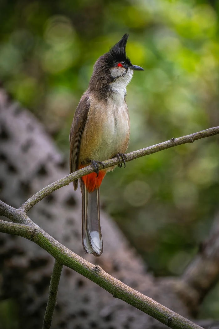ảnh chim chào mào 4