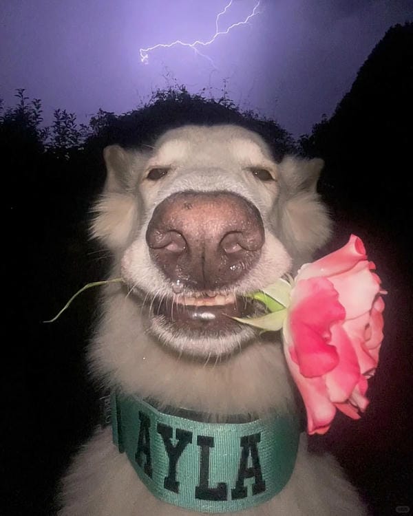 ảnh chó cười hài 1