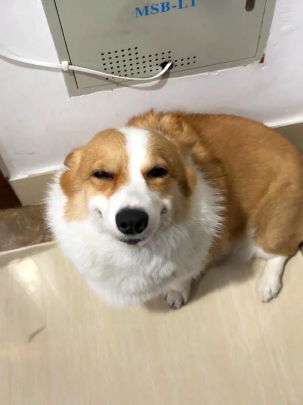 ảnh chó cười hài 10