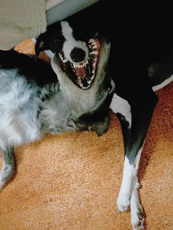 ảnh chó cười hài 11