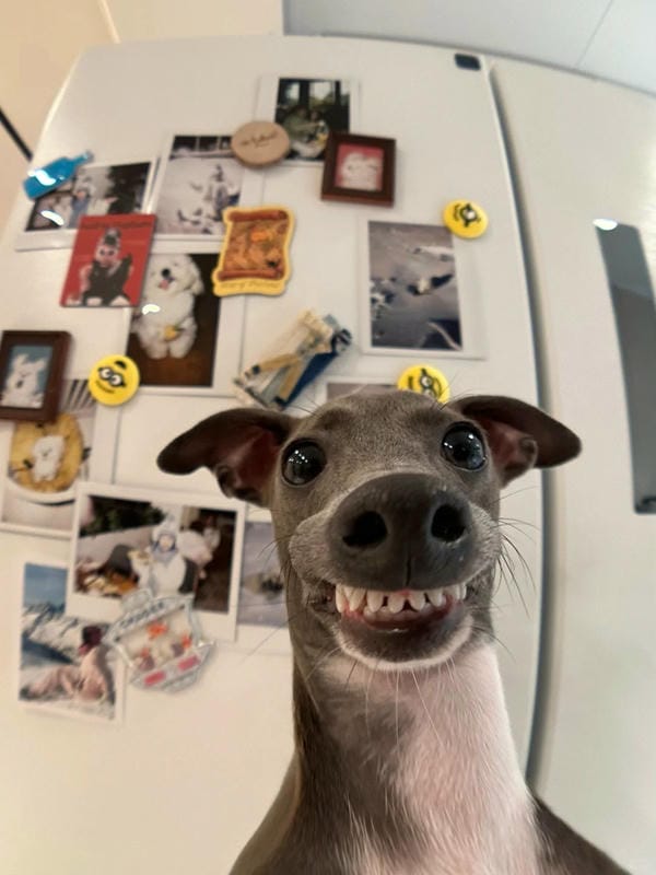 ảnh chó cười hài 12