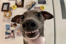 Bộ 289+ ảnh chó cười hài bá đạo xem là cười không ngừng