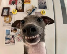 Bộ 289+ ảnh chó cười hài bá đạo xem là cười không ngừng