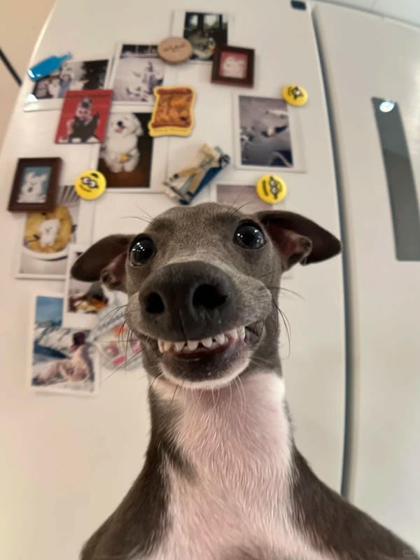 ảnh chó cười hài 13