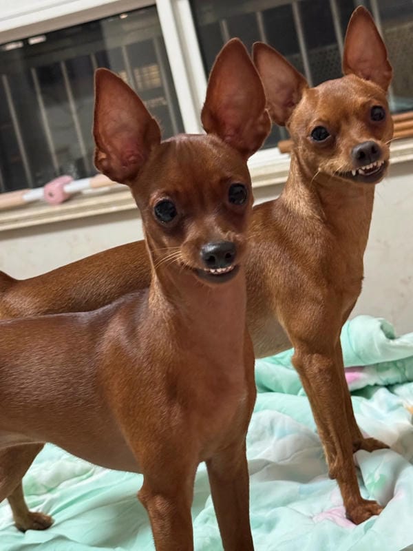 ảnh chó cười hài 14