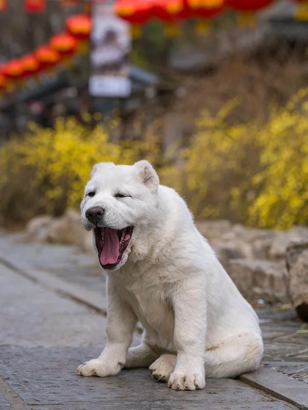 ảnh chó cười hài 16