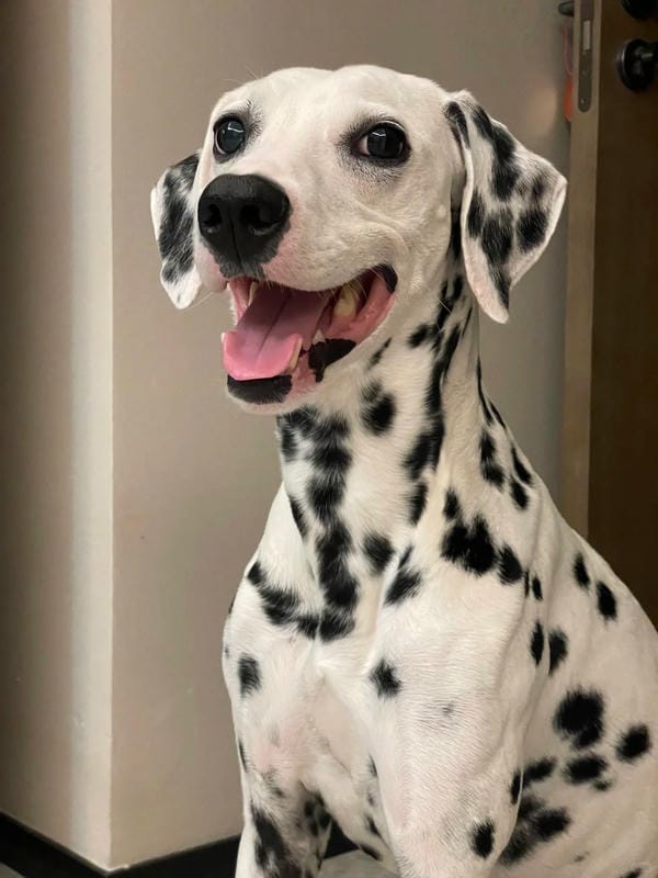 ảnh chó cười hài 17