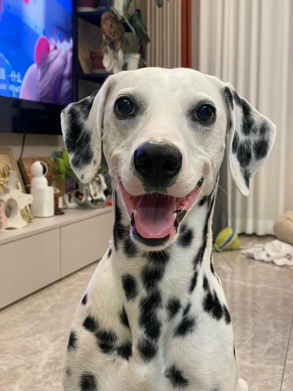 ảnh chó cười hài 18