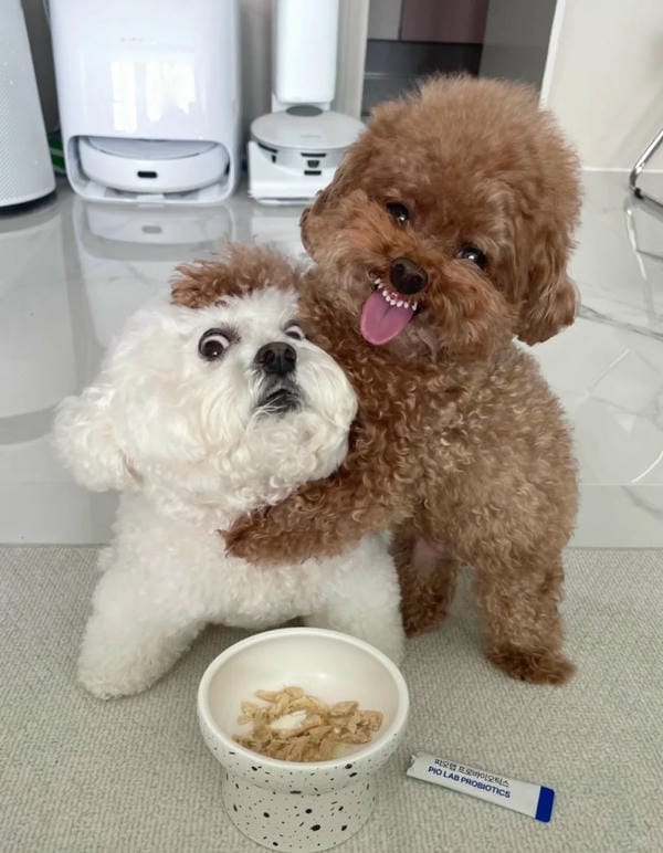 ảnh chó cười hài 19