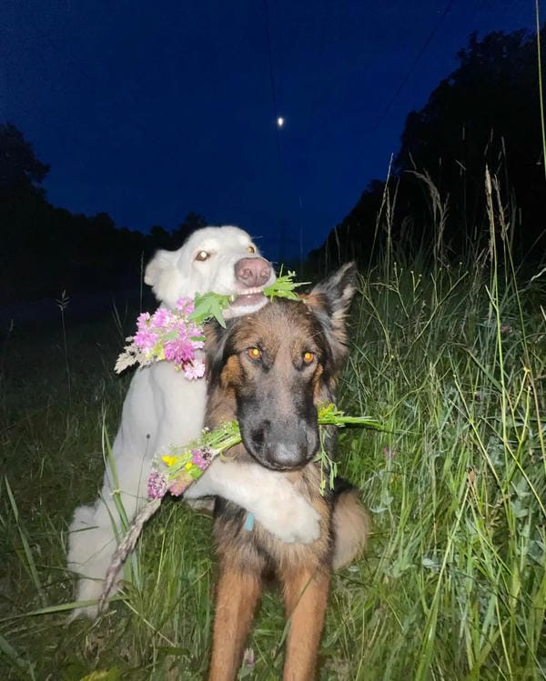 ảnh chó cười hài 2